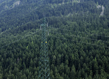 Aerial view of electricity pylon against pine trees growing in forest