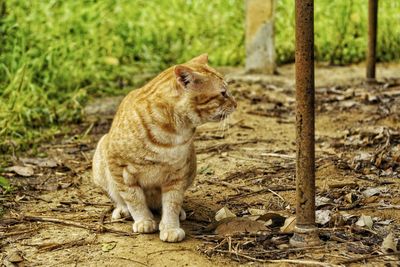 Close-up of cat sitting on field