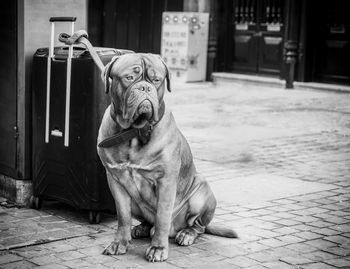 Portrait of dog sitting on footpath