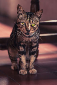 Close-up portrait of cat sitting on floor