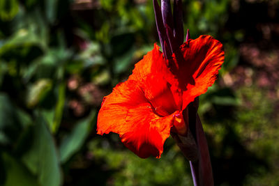 Close-up of red hibiscus blooming outdoors