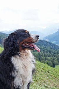 Dog looking away on field against sky