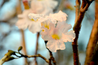 Close-up of flower on tree