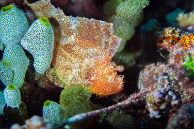 Close-up of coral in sea