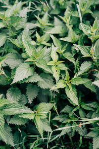 Close-up of leaves growing on tree