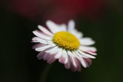 Close-up of white daisy flower against black background