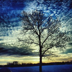 Bare trees on landscape against cloudy sky