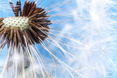 Close-up of wilted dandelion against sky