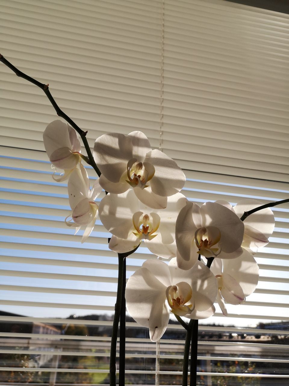 CLOSE-UP OF WHITE ORCHID ON WINDOW