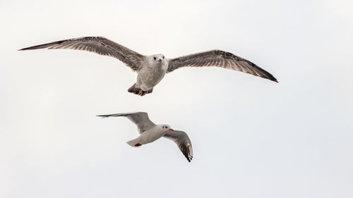 Low angle view of seagull flying against clear sky