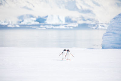 Penguins on frozen lake against mountains