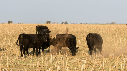 Cows grazing on field