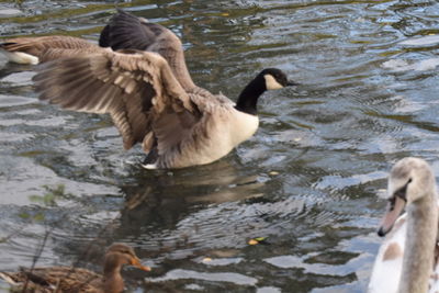 Ducks swimming in lake