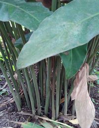 Close-up of a plant