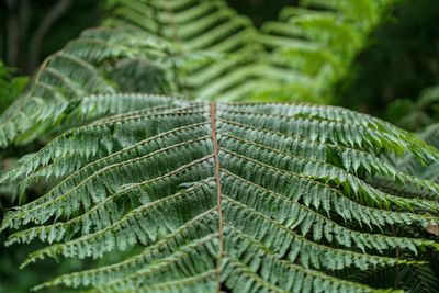 Close-up of fern leaves