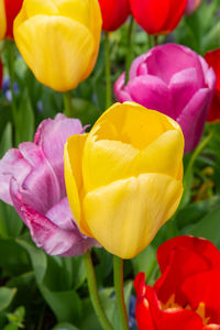 Close-up of red tulip