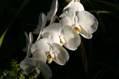 Close-up of white flowers blooming outdoors