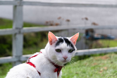 Close-up portrait of a cat