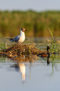 Close-up of bird