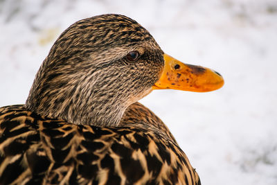 Close-up of a bird