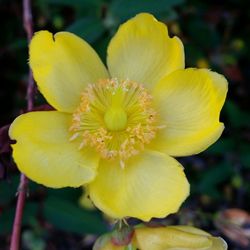 Close-up of yellow flower