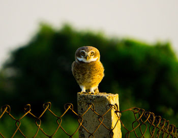 Close-up of owl perching on metal fence