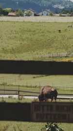 Sheep grazing on field