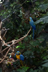 Close-up of parrot perching on branch
