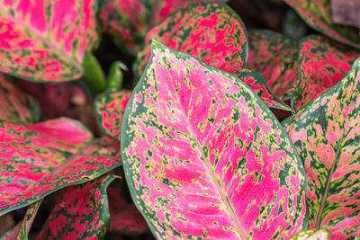 Close-up of pink flowering plant