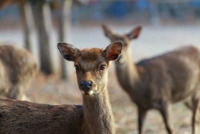 Portrait of deer