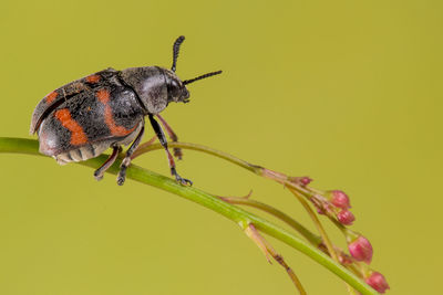 Macro shot of beetle on twig against green background