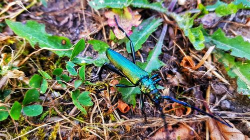 High angle view of insect on land