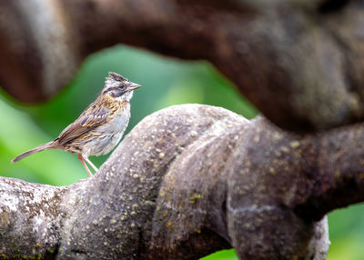 Close-up of bird perching on rock