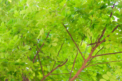 Full frame shot of fresh green leaves