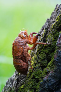 Close-up of insect on tree trunk