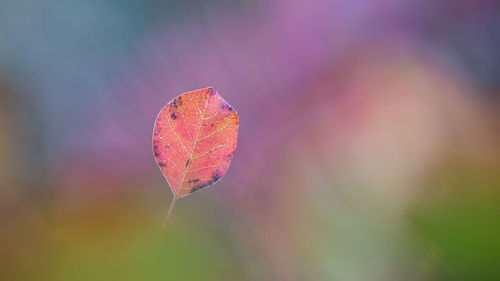 Close-up of autumn leaf