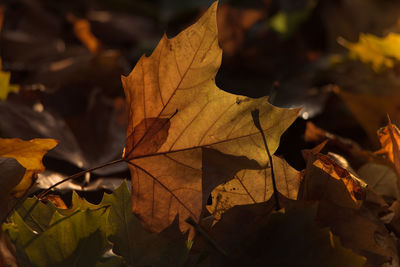 Close-up of dry maple leaves during autumn