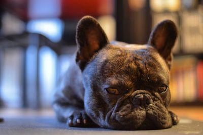 Portrait of dog at home