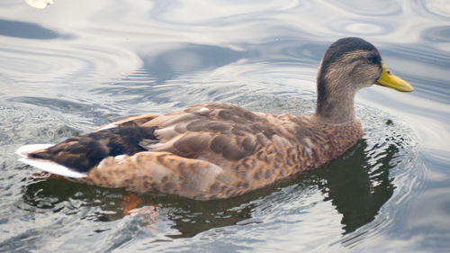 Duck swimming in a lake