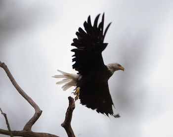 Low angle view of eagle flying against sky