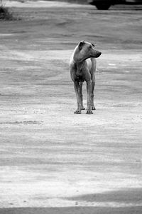 Dog standing on field