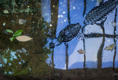 Reflection of trees in water
