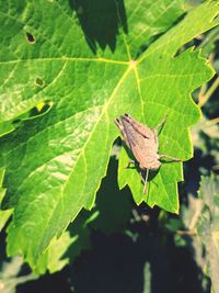 Close-up of butterfly on leaf