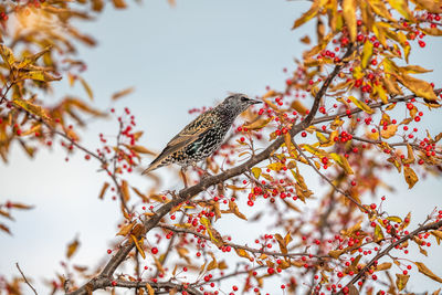 Low angle view of bird perching on tree