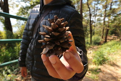 Close-up of hand holding pine cone