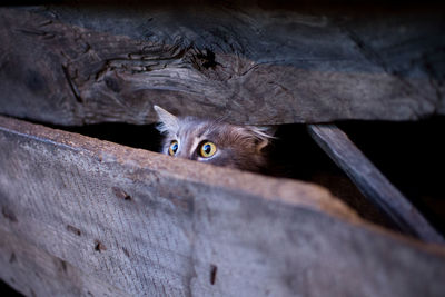 Portrait of cat hiding behind