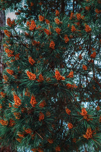 Close-up of pine tree