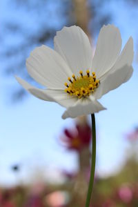 Close-up of white flowering plant