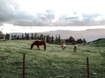 Horses in a field