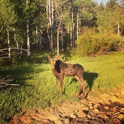 Dog in forest